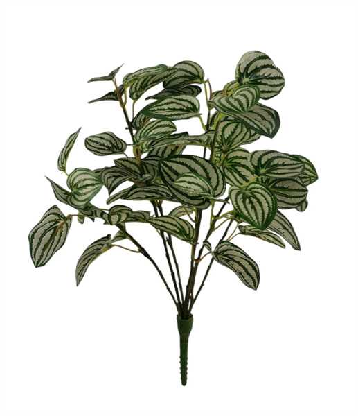 PEPEROMIA BUSH +UV 40CM