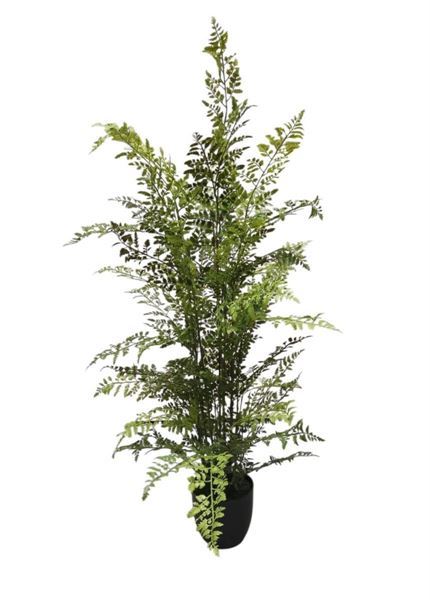 FELCE PE IN VASO 120CM