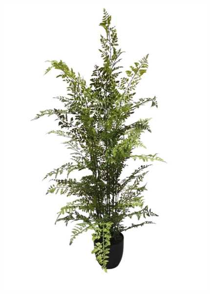 FELCE PE IN VASO 120CM