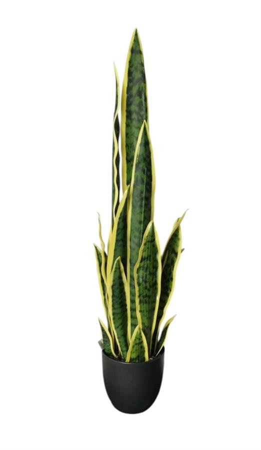 SANSEVERIA X19 IN VASO 77CM
