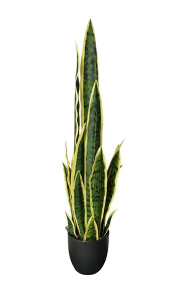 SANSEVERIA X19 IN VASO 77CM