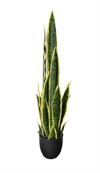 SANSEVERIA X19 IN VASO 77CM