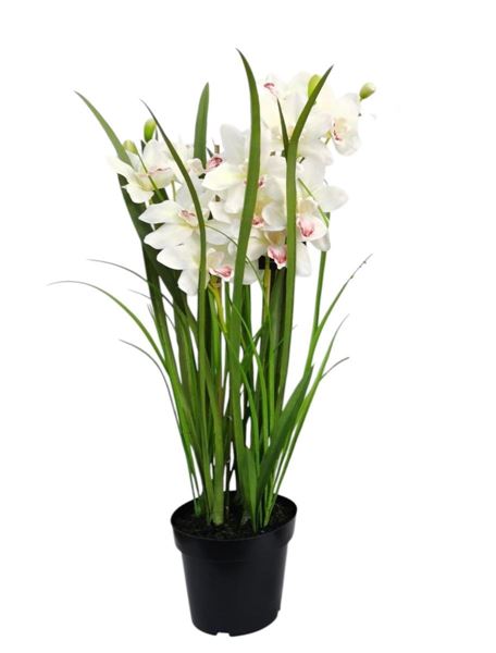 CYMBIDIUM X4 VASO 98CM CREMA