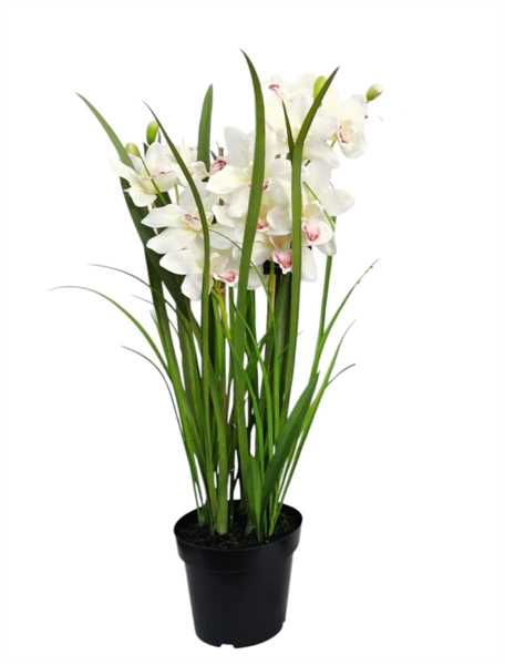 CYMBIDIUM X4 VASO 98CM CREMA