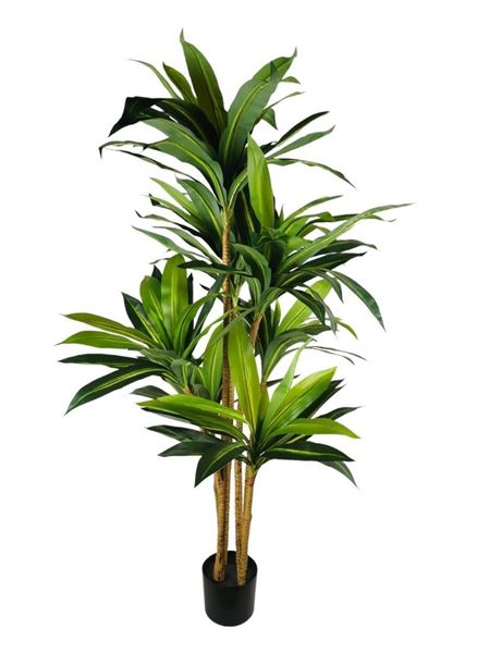 DRACENA IN VASO 145CM
