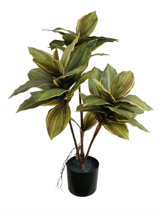 CORDYLINE FRUTICOSA X4 IN VASO 90CM