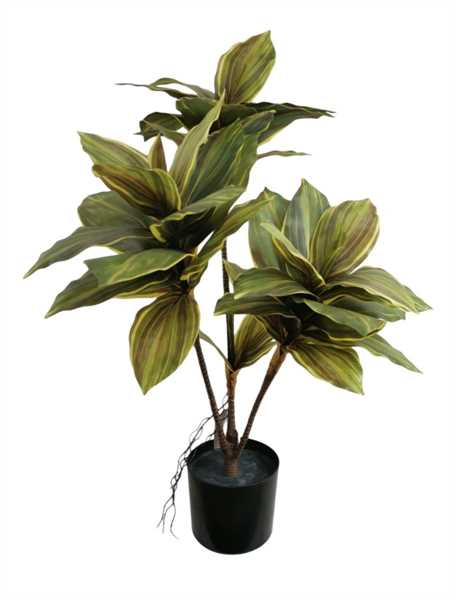 CORDYLINE FRUTICOSA X4 IN VASO 90CM