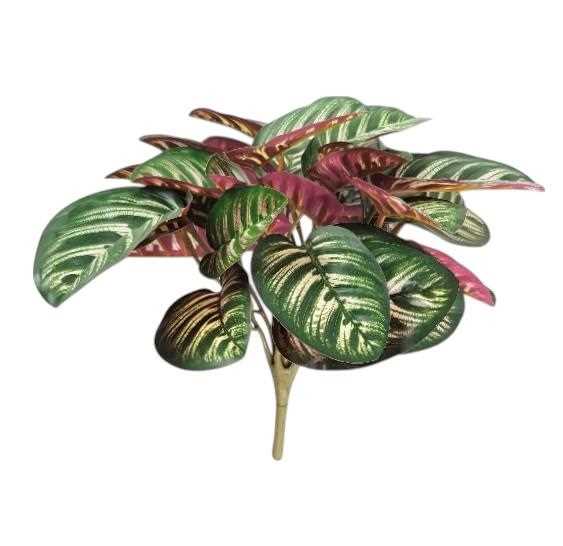 CALATHEA ROSEOPICATA RT X9 33CM