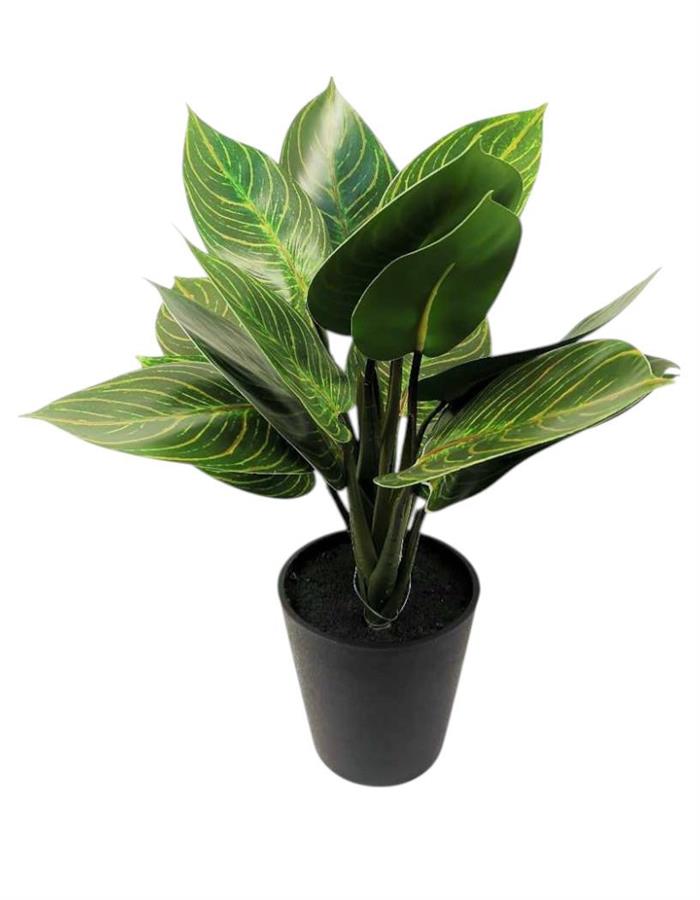 CALATHEA X16 IN VASO 35CM