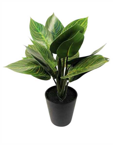 CALATHEA X16 IN VASO 35CM