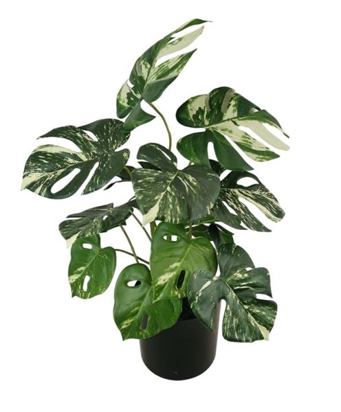MONSTERA RT X15   CON VASO 43CM