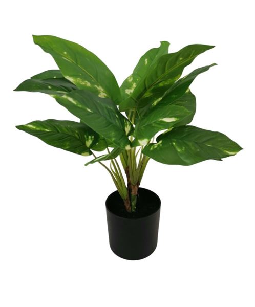 POTHOS SCINDAPSUS X15  IN VASO 50CM