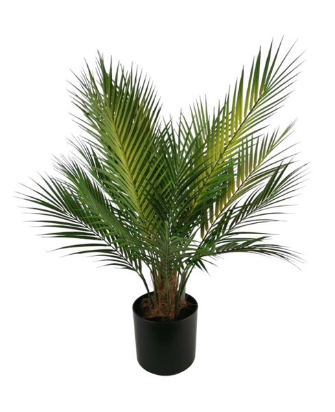 PALMA X21 IN VASO 70CM