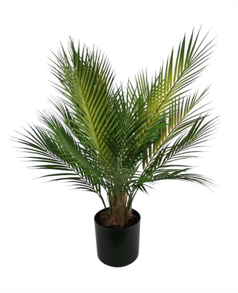 PALMA X21 IN VASO 70CM