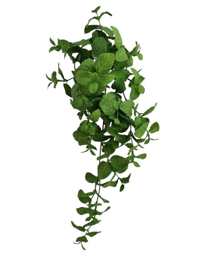 CADENTE MENTA X4 40CM