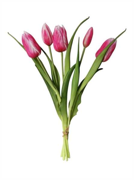 TULIPANO ENKELE BUNDLE X5 40CM BT