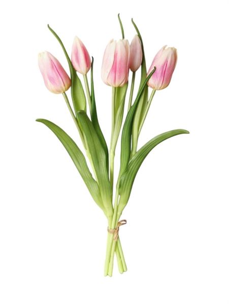 TULIPANO ENKELE BUNDLE X5 40CM SA