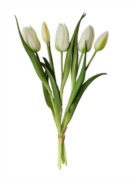 TULIPANO ENKELE BUNDLE X5 40CM BIANCO