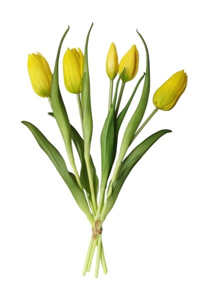 TULIPANO ENKELE BUNDLE X5 40CM GIALLO