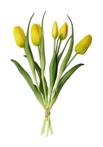 TULIPANO ENKELE BUNDLE X5 40CM GIALLO