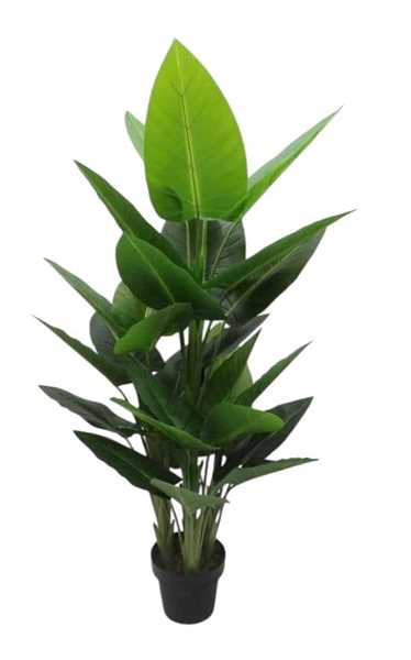 CALLA IN VASO X3 34FG 130CM