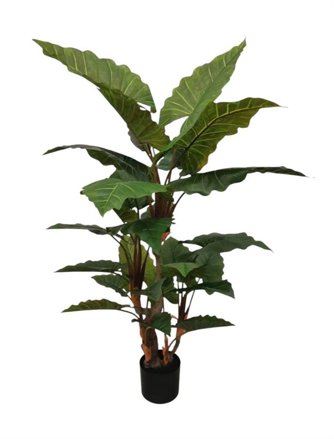 CALADIUM IN VASO 180CM