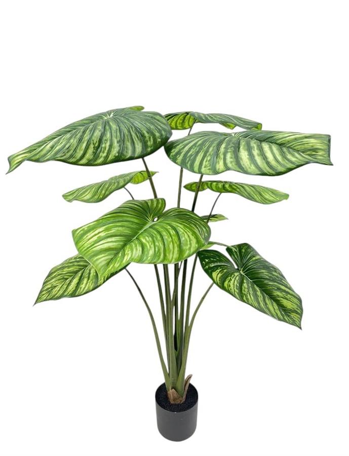 PHILODENDRO IN VASO 140CM