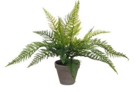 FERN GREEN IN POT STAN GREY D11,5CM - H40XD36CM