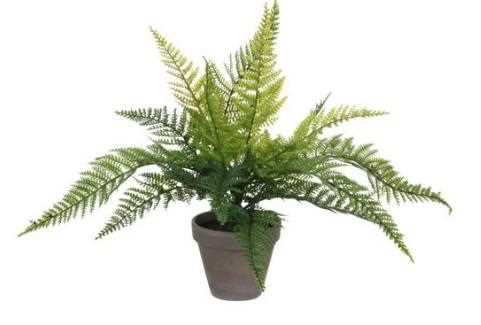 FERN GREEN IN POT STAN GREY D11,5CM - H40XD36CM