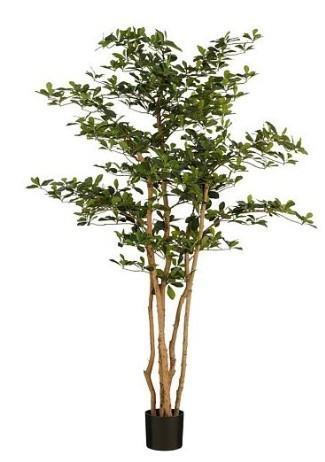 ORIENTAL OLIVE TREE GREEN - H183XD130CM