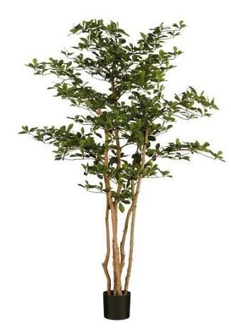 ORIENTAL OLIVE TREE GREEN - H183XD130CM