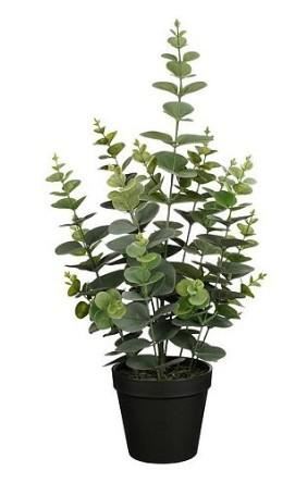 EUCALYPTUS IN POT GREEN - H53XD23CM