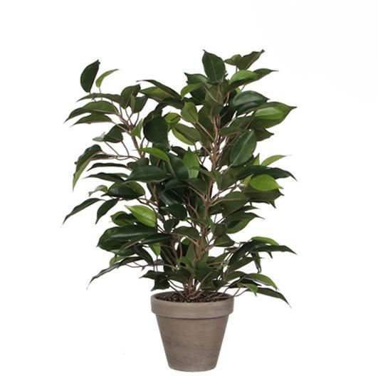FICUS NATASJA GREEN IN POT STAN GREY D11,5CM - H40XD30CM