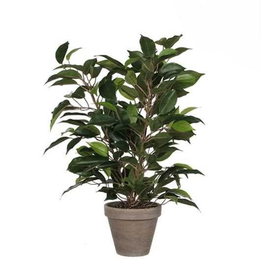FICUS NATASJA GREEN IN POT STAN GREY D11,5CM - H40XD30CM