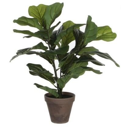 FICUS LYRATA GREEN IN POT STAN GREY D13,5CM - H35XD45CM