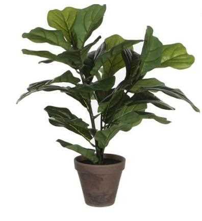 FICUS LYRATA GREEN IN POT STAN GREY D13,5CM - H35XD45CM