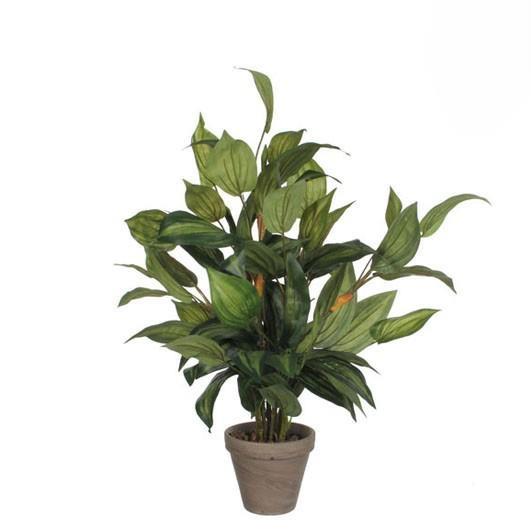 HOSTA GREEN IN POT STAN GREY D15,5CM - H65XD40CM