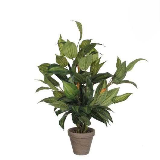 HOSTA GREEN IN POT STAN GREY D15,5CM - H65XD40CM