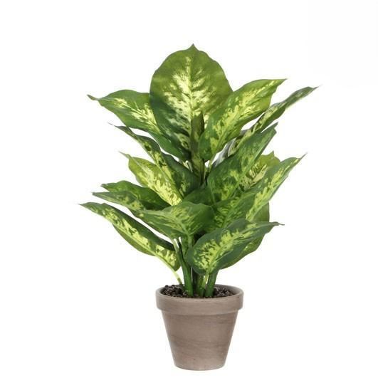 DIEFFENBACHIA GREEN IN POT STAN GREY D11,5CM - H40XD30CM