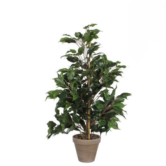 FICUS EXOTICA GREEN IN POT STAN GREY D13,5CM - H65XD40CM