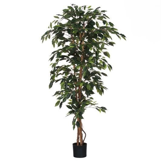 FICUS GREEN IN PLASTIC POT - H180XD100CM