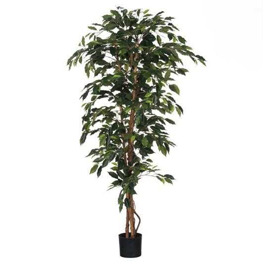 FICUS GREEN IN PLASTIC POT - H180XD100CM