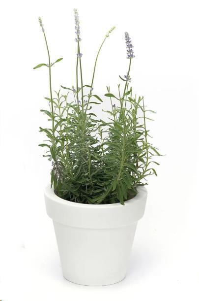 VASO IKON AROMATIKA CM.D.20XH.17,5 BIANCO