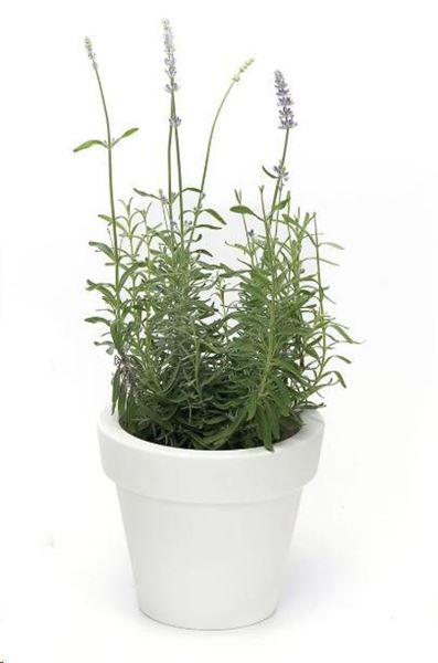 VASO IKON AROMATIKA CM.D.20XH.17,5 BIANCO