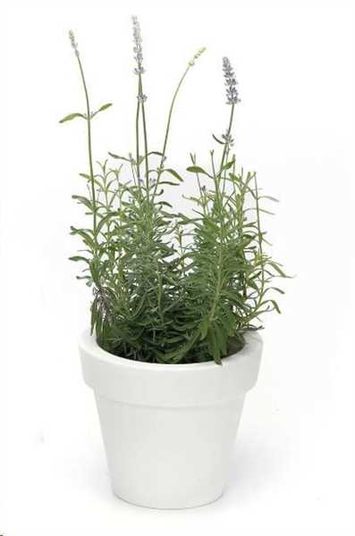 VASO IKON AROMATIKA CM.D.20XH.17,5 BIANCO