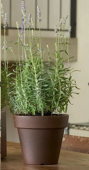 VASO IKON AROMATIKA CM.D.20XH.17,5 RUGGINE