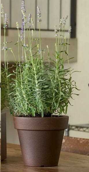 VASO IKON AROMATIKA CM.D.20XH.17,5 RUGGINE