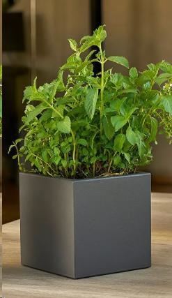 VASO KUBE AROMATIKA CM.18XH.18 NERO PERLA