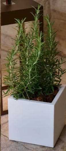 VASO KUBE AROMATIKA CM.18XH.18 BIANCO