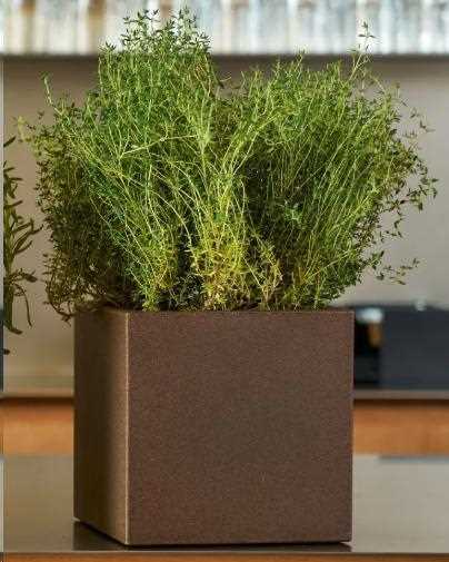 VASO KUBE AROMATIKA CM.18XH.18 RUGGINE